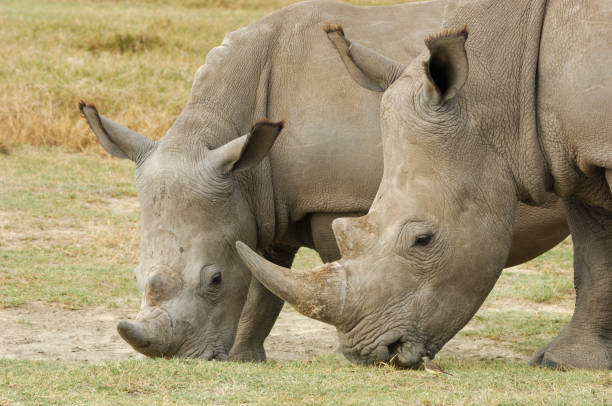 istock Wild White Rhino Pair Close-up 157293663