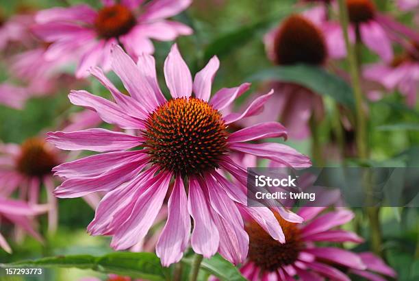 Purple Sonnenhutpflanzengattung Stockfoto und mehr Bilder von Blume - Blume, Blumenbeet, Blütenblatt