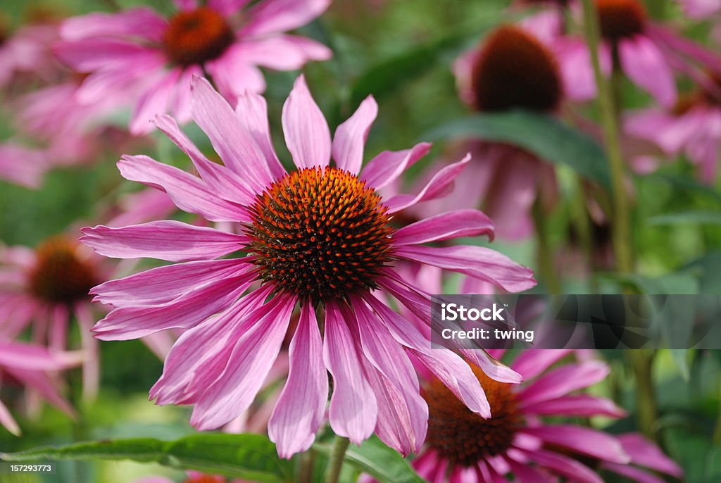 Roxo Echinacea - Foto de stock de Canteiro de Flores royalty-free