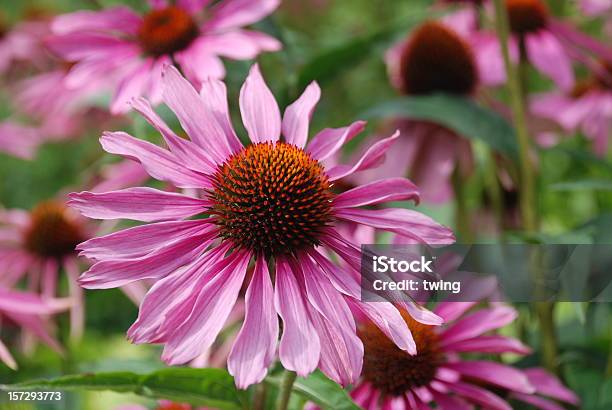 Foto de Roxo Echinacea e mais fotos de stock de Canteiro de Flores - Canteiro de Flores, Colorido, Colorido Pastel