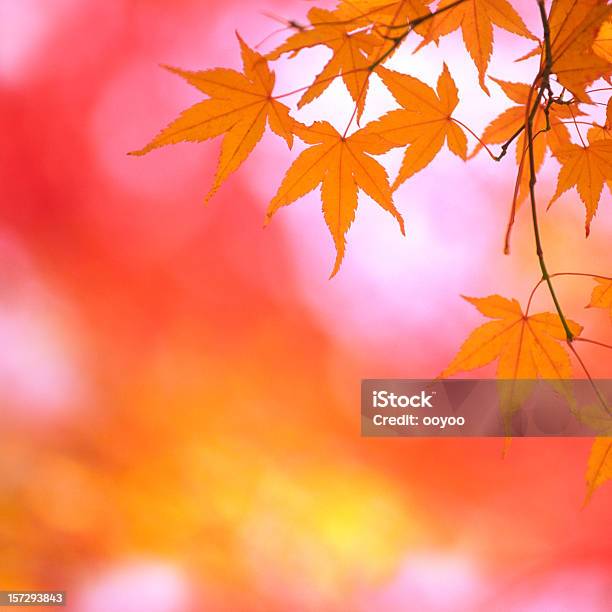 Brillante Foglie Autunnali - Fotografie stock e altre immagini di Acero giapponese - Acero giapponese, Albero, Arancione