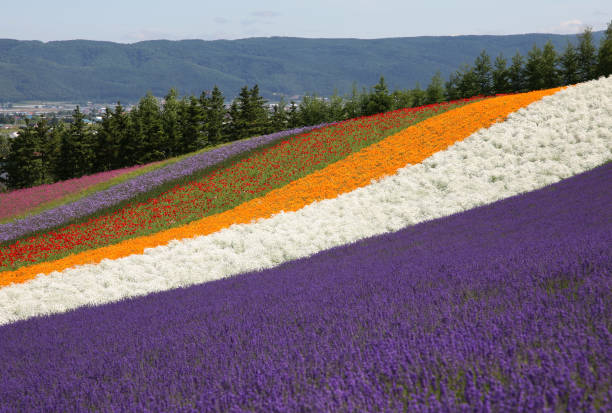 istock Flower Fields in Hokkaido, Japan 157293846
