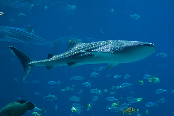 istock Whale Sharks and lots of fish 157293877