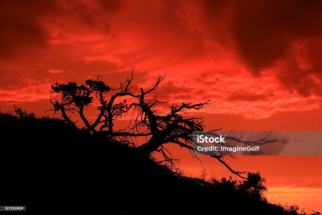 Curado Pine - Foto de stock de Aire libre libre de derechos