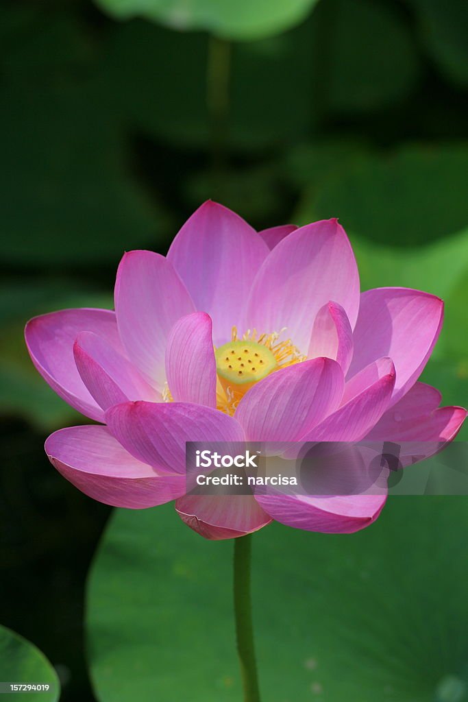 composition de lotus rose-vertical - Photo de Couleur verte libre de droits