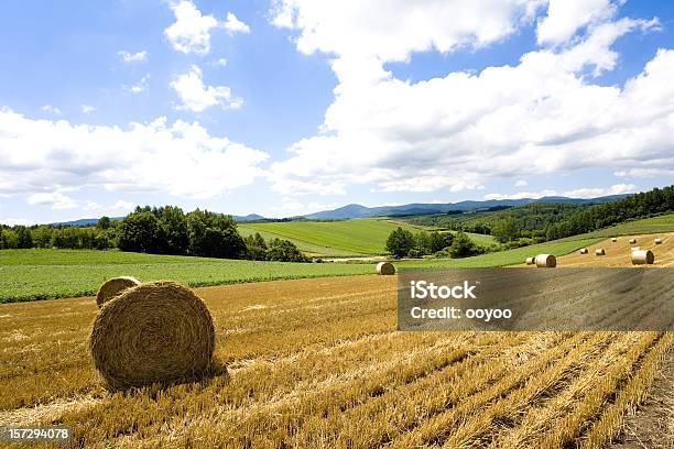 Hay Bale Paisagem - Fotografias de stock e mais imagens de Agricultura - Agricultura, Ajardinado, Ao Ar Livre