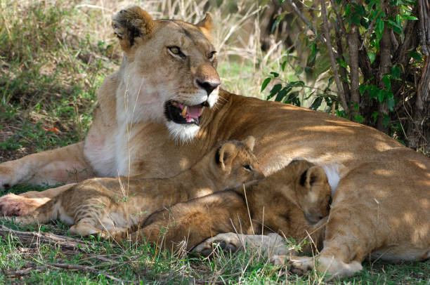 istock Alert Mother Lion and Two Cubs 157294143