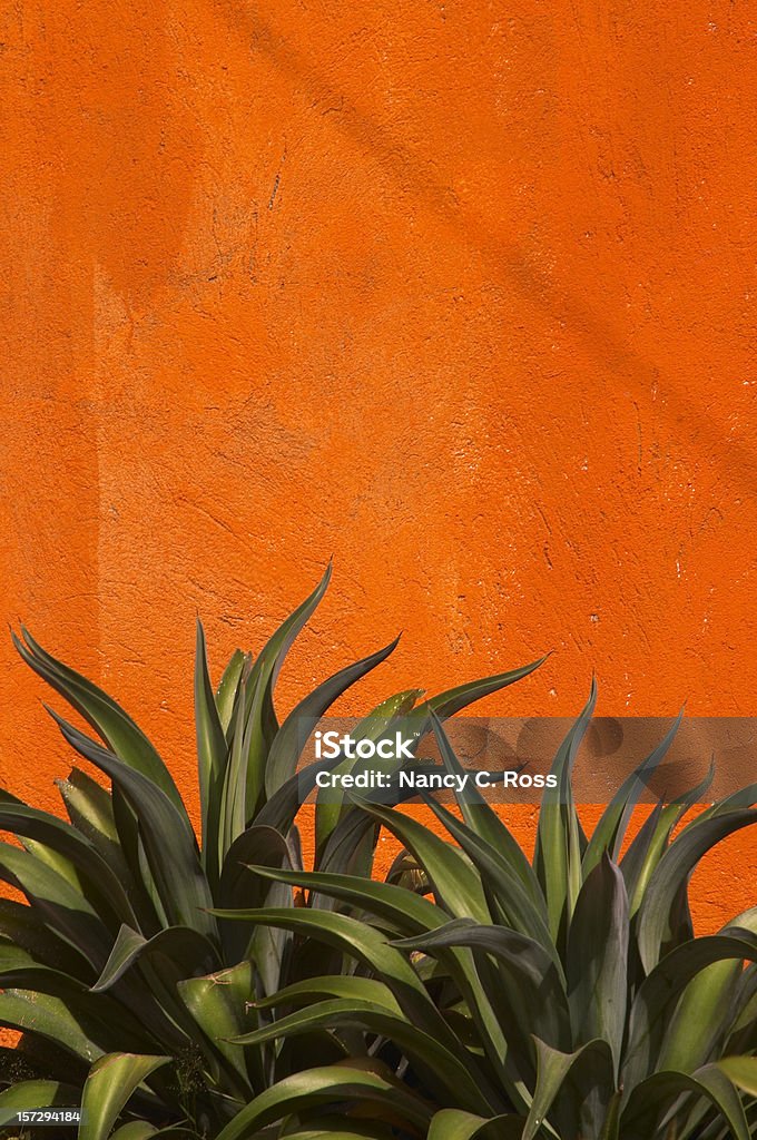 Agave Cactus, mur de stuc Orange vif, vert, copie-espace détente - Photo de Agave libre de droits