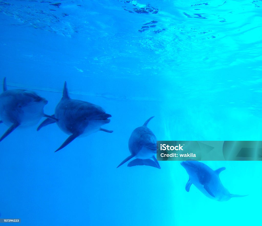 Golfinhos nadar debaixo de água em azul água - Royalty-free Golfinho Foto de stock