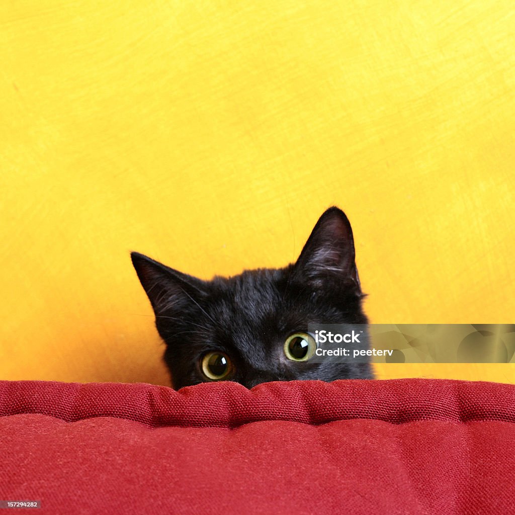 Esconder and seek - Foto de stock de Gato doméstico royalty-free