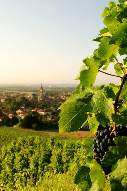istock Grapevine with Wine Grapes Overlooking French Village 157294319