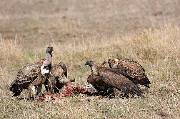 istock African Vultures and Carcass 157294451