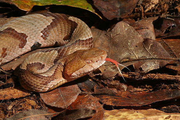 Copperhead Snake Flicking Tongue Copperhead Snake Flicking Tongue
[url=http://www.istockphoto.com/file_search.php?action=file&lightboxID=6835114] [img]http://www.kostich.com/snakes_banner.jpg[/img][/url] snake with its tongue out stock pictures, royalty-free photos & images