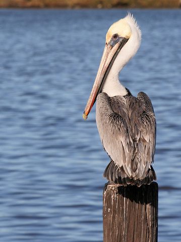 Pelican perched on a pylon, isolated.