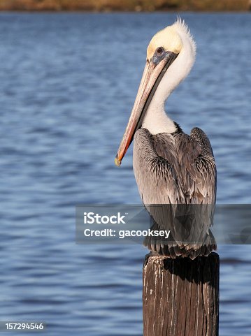 istock brown pelican 157294546