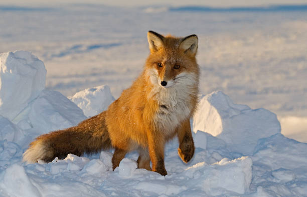 Beauty fox. stock photo