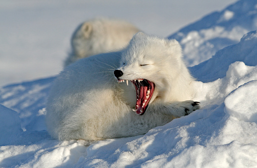 Polar fox. Wildlife. Arctic,  Kolguev Island, Russia