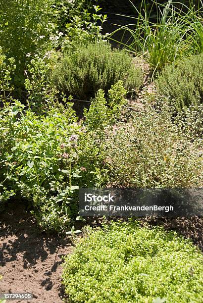 Herb Garden Stockfoto und mehr Bilder von Hausgarten - Hausgarten, Rosmarin, Thymian