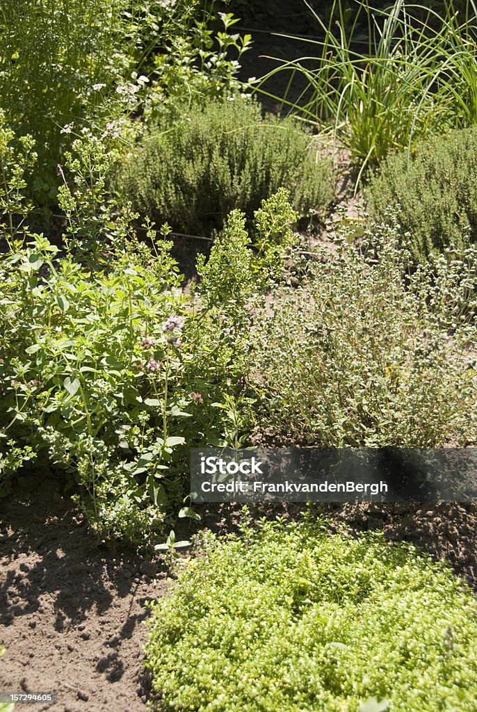 Jardin d'herbes aromatiques - Photo de Jardin de la maison libre de droits