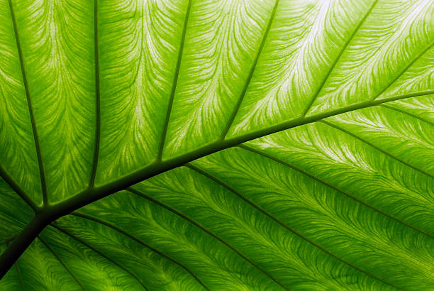 Close-up of a bright green palm leaf Palm Leaf detail palm leaf photos stock pictures, royalty-free photos & images
