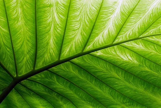 Photo of Close-up of a bright green palm leaf