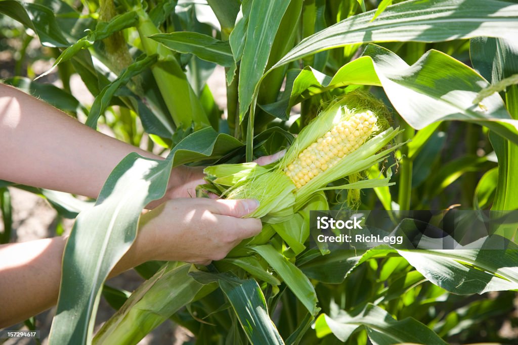 Ucho kukurydzy w rękach - Zbiór zdjęć royalty-free (Kukurydza - Zea)