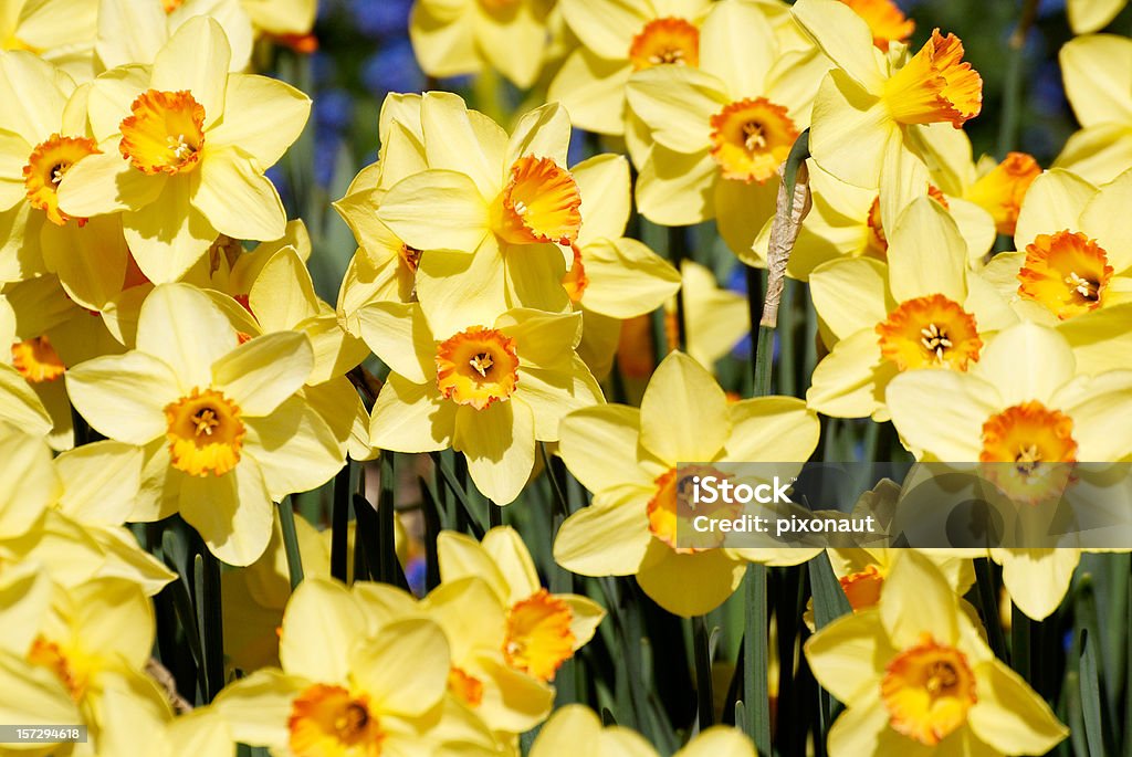 Wild narcisos - Foto de stock de Amarelo royalty-free