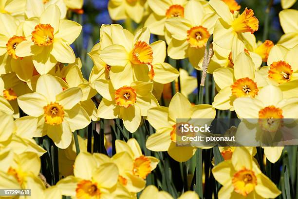 Foto de Wild Narcisos e mais fotos de stock de Amarelo - Amarelo, Beleza natural - Natureza, Botânica - Assunto