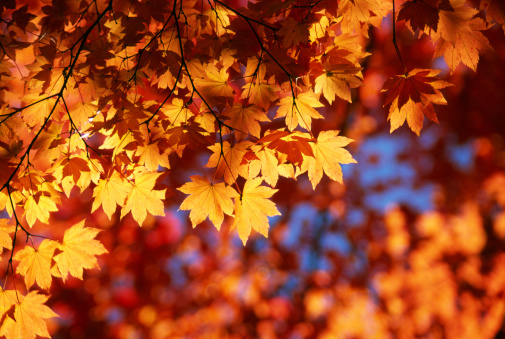 istock Las hojas de otoño naranja 157294626