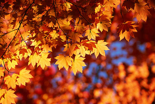 las hojas de otoño naranja - otoño fotografías e imágenes de stock