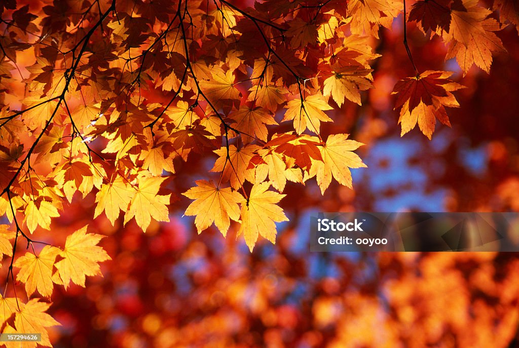 Automne feuilles Orange - Photo de Automne libre de droits