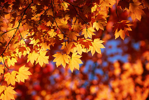 オータムオレンジの葉 - japanese maple leaf autumn abstract ストックフォトと画像