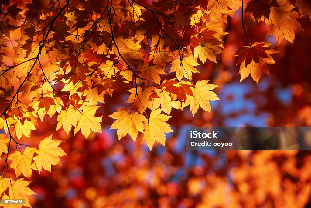 Outono folhas laranja - Foto de stock de Outono royalty-free