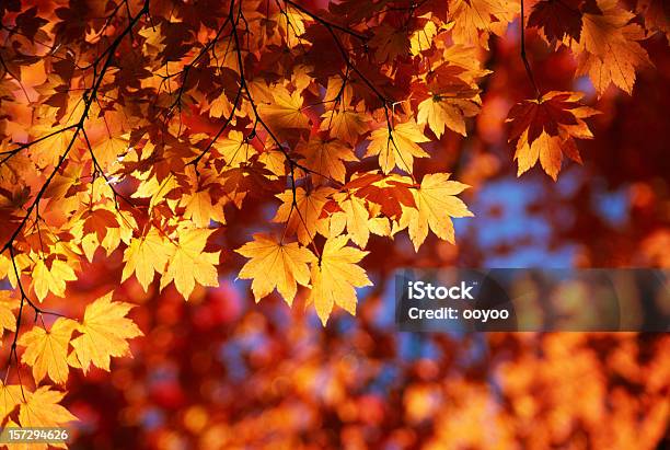 Foto de Outono Folhas Laranja e mais fotos de stock de Outono - Outono, Folhagem vermelha, Plano de Fundo