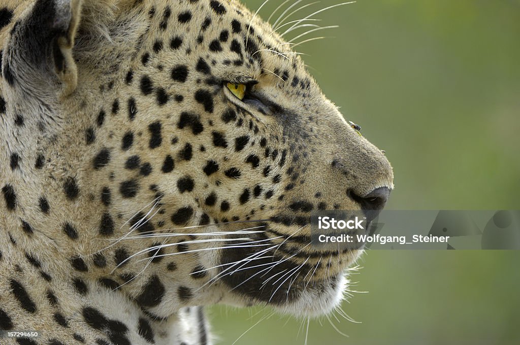 Adulto masculino Leopardo - Royalty-free Leopardo Foto de stock