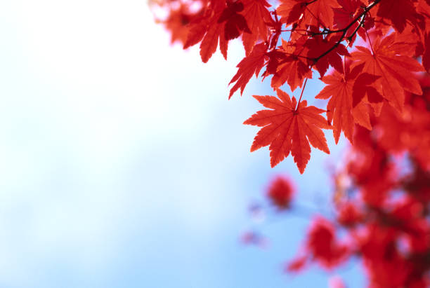 herbstlaub - autumn japanese maple maple tree selective focus stock-fotos und bilder