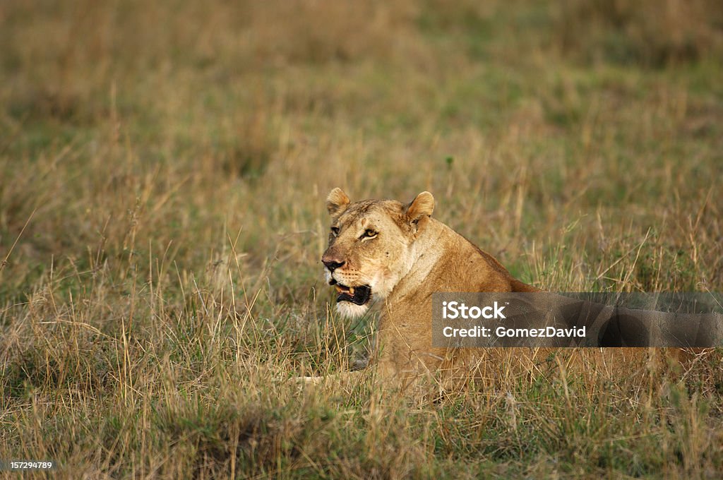 Löwin liegen in Savanna - Lizenzfrei Afrika Stock-Foto