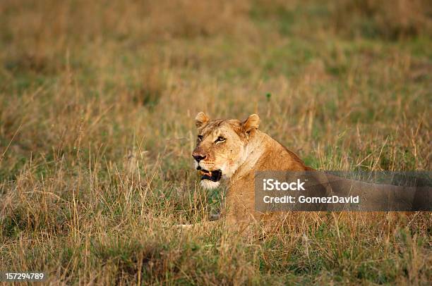 Löwin Liegen In Savanna Stockfoto und mehr Bilder von Afrika - Afrika, Farbbild, Fotografie