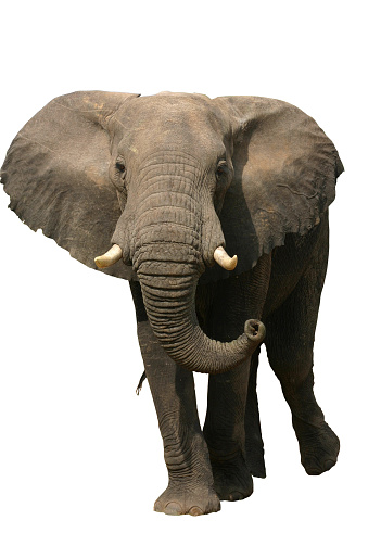 Close up of elephant tusks. Photographed in the Maasai Mara plains Kenya, Africa.