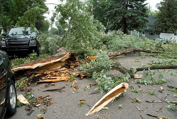 Photo of Obliterated trees from storm damage