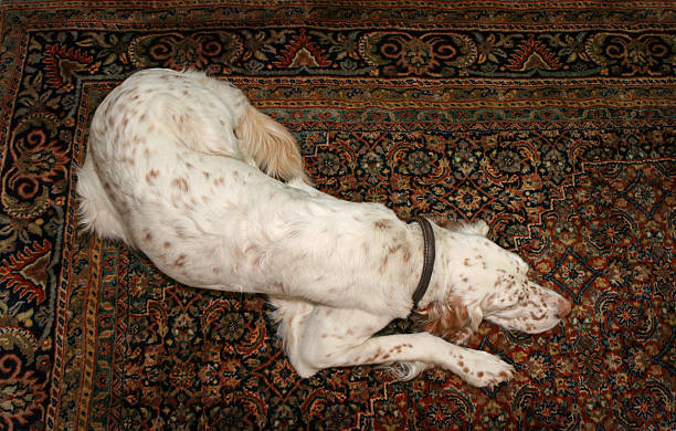 istock White dog sleeping on a Persian carpet 157294945