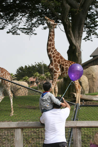 Teenage boy feeds a giraffe at the Houston city zoo.  Family vacation trip.