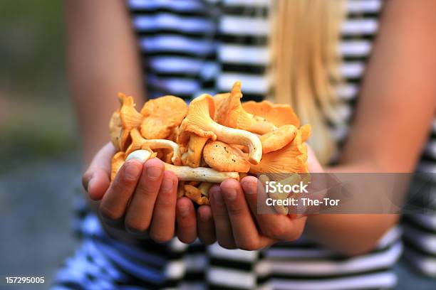 Holding Chanterelles Stock Photo - Download Image Now - Chanterelle, Golden Chanterelle, Autumn