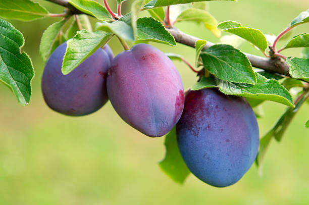 Plums group stock photo