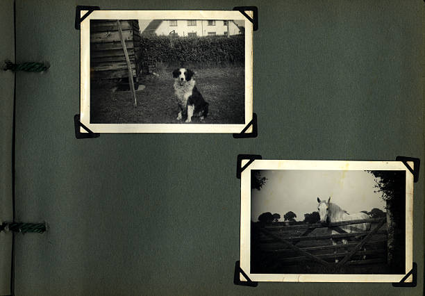velho álbum de fotografia página de animal de estimação - old photo imagens e fotografias de stock