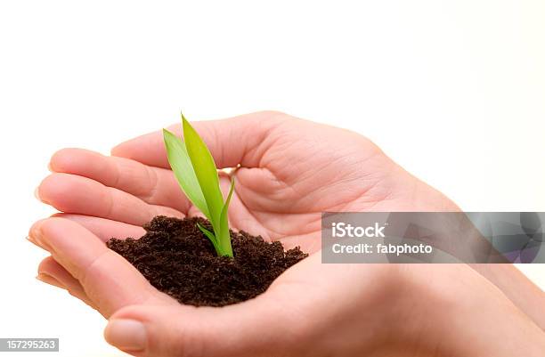 Growing Up I Stock Photo - Download Image Now - Plant, Bud, Business