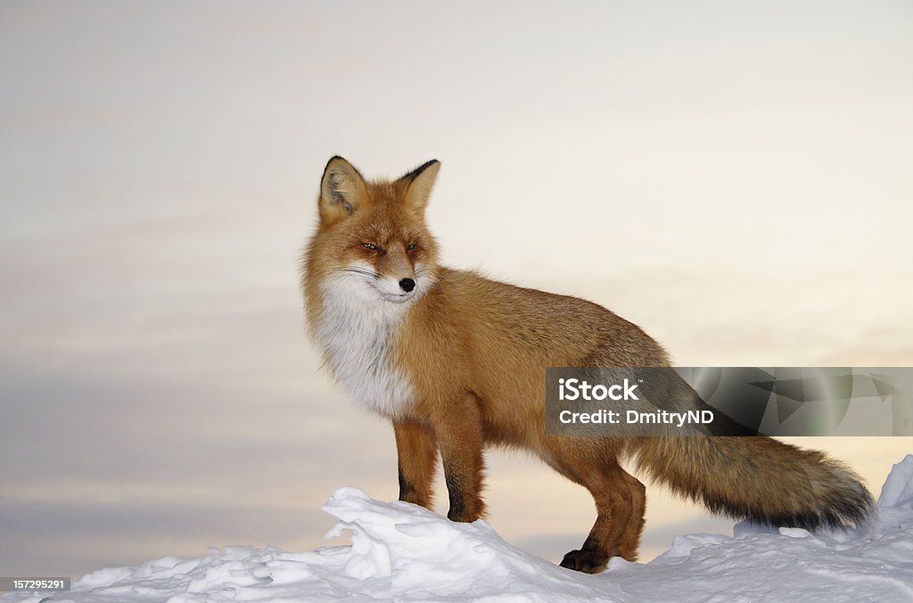 Fox majestuoso. - Foto de stock de Zorro libre de derechos