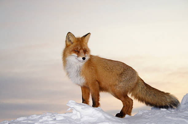 Majestic fox. Fox. Wildlife. Arctic, Kolguev Island, Russia. red fox tail stock pictures, royalty-free photos & images