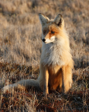 Fox looks for food. Polar day at midnight. Sun is near the horizon, but did not cross it in June. Wildlife. Arctic,  Kolguev Island, Russia. 
