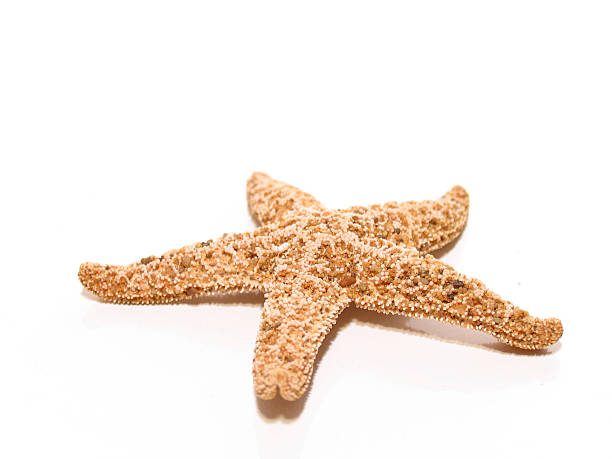istock Dried Up Starfish Against White Background 157295326
